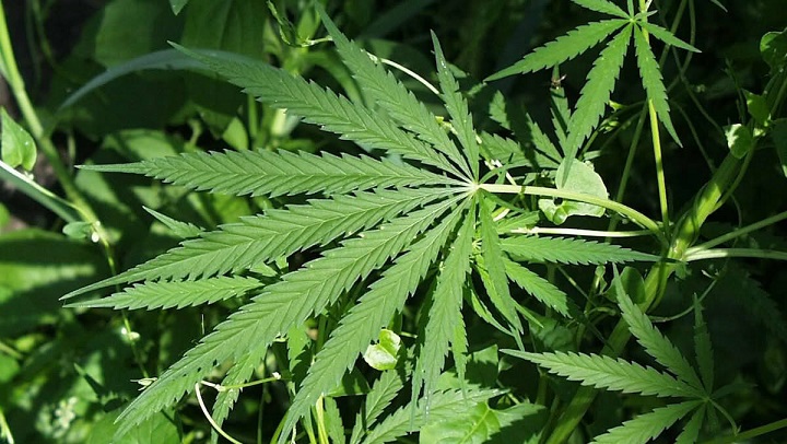 marihuana